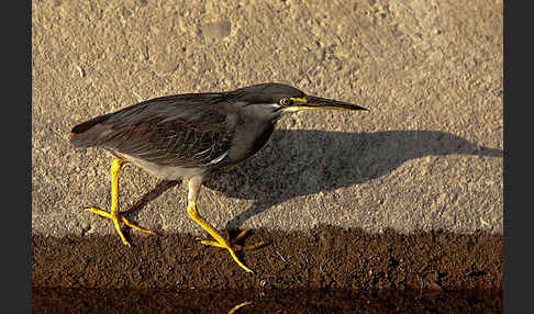 Mangrovenreiher (Butorides striatus)