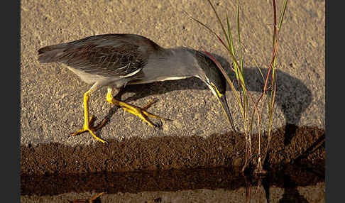 Mangrovenreiher (Butorides striatus)