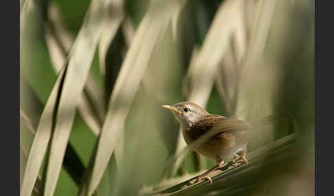 Streifenprinie (Prinia gracilis)