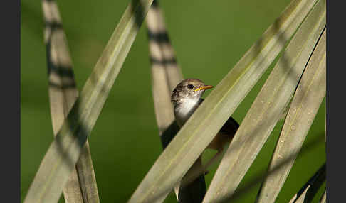 Streifenprinie (Prinia gracilis)