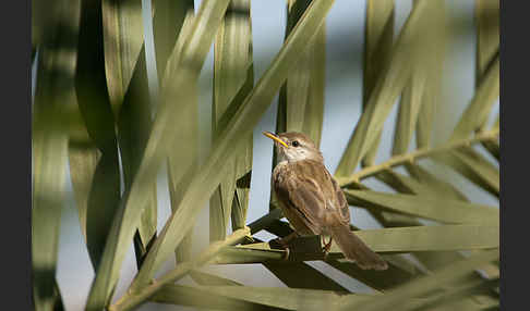 Streifenprinie (Prinia gracilis)