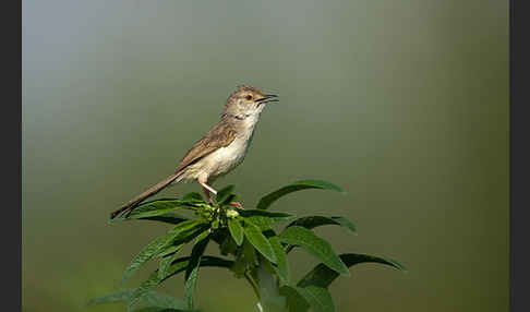 Streifenprinie (Prinia gracilis)