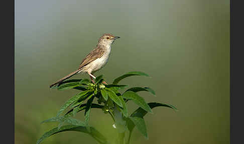 Streifenprinie (Prinia gracilis)