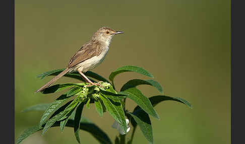 Streifenprinie (Prinia gracilis)