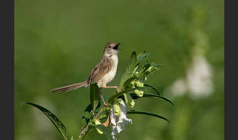 Streifenprinie (Prinia gracilis)