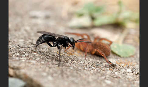 Wegwespe spec. (Anoplius nigerrimus)