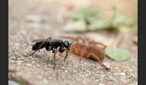 Wegwespe spec. (Anoplius nigerrimus)