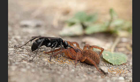 Wegwespe spec. (Anoplius nigerrimus)