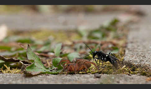 Wegwespe spec. (Anoplius nigerrimus)