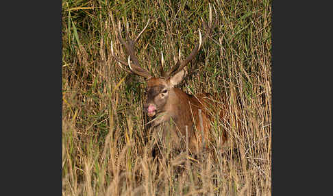 Rotwild (Cervus elaphus)