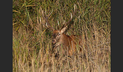 Rotwild (Cervus elaphus)