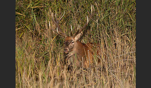 Rotwild (Cervus elaphus)