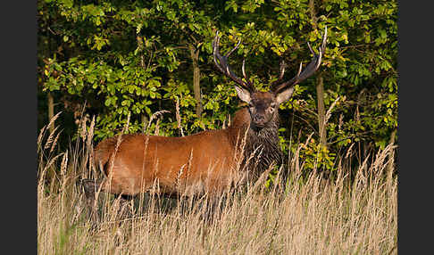 Rotwild (Cervus elaphus)