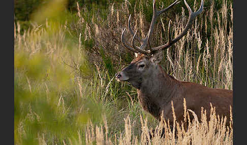 Rotwild (Cervus elaphus)