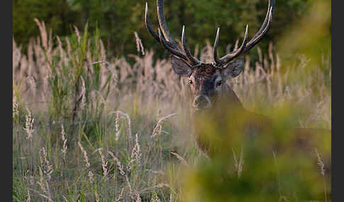 Rotwild (Cervus elaphus)