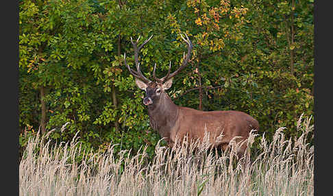 Rotwild (Cervus elaphus)