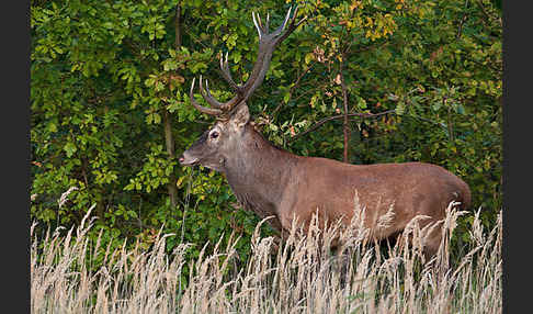 Rotwild (Cervus elaphus)