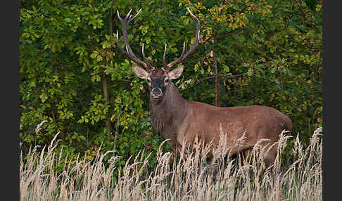 Rotwild (Cervus elaphus)