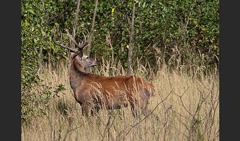 Rotwild (Cervus elaphus)