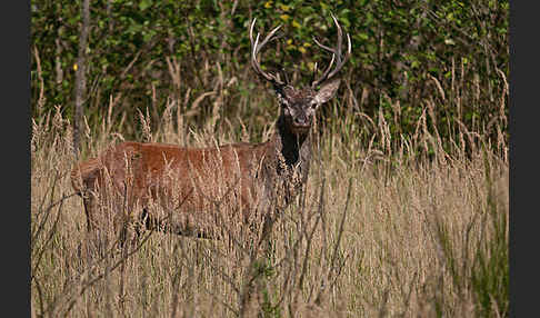 Rotwild (Cervus elaphus)