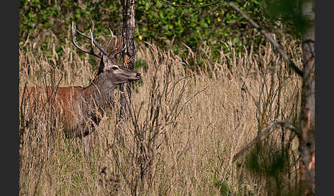 Rotwild (Cervus elaphus)