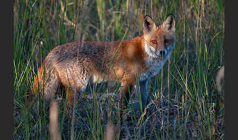 Rotfuchs (Vulpes vulpes)