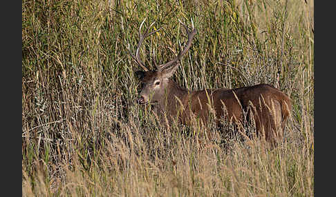 Rotwild (Cervus elaphus)