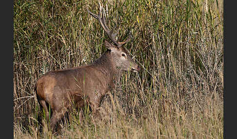 Rotwild (Cervus elaphus)