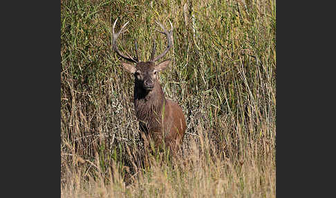 Rotwild (Cervus elaphus)