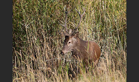 Rotwild (Cervus elaphus)