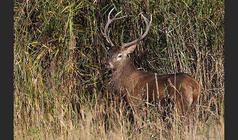 Rotwild (Cervus elaphus)