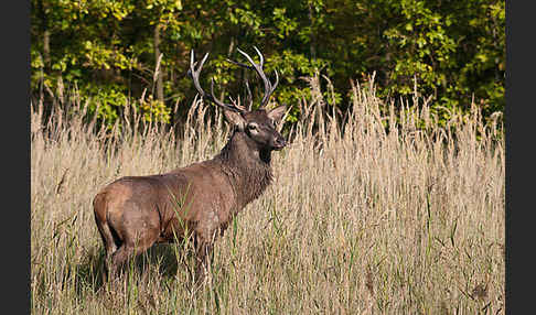 Rotwild (Cervus elaphus)