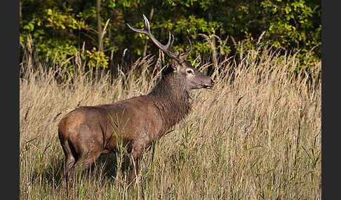 Rotwild (Cervus elaphus)