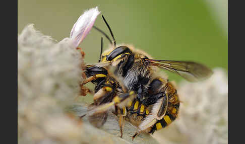 Große Wollbiene (Anthidium manicatum)