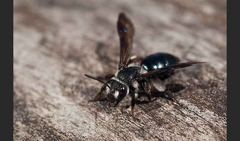 Blauschillernde Erdbiene (Andrena agilissima)