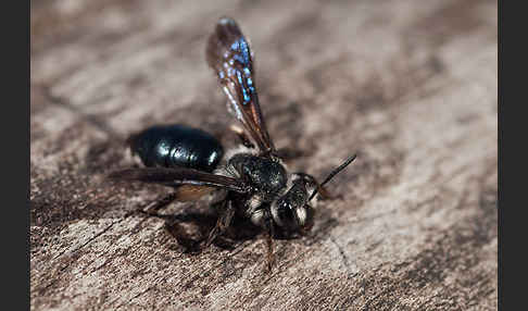 Blauschillernde Erdbiene (Andrena agilissima)