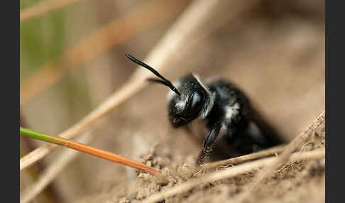 Blauschillernde Erdbiene (Andrena agilissima)