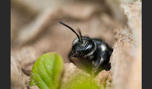 Blauschillernde Erdbiene (Andrena agilissima)