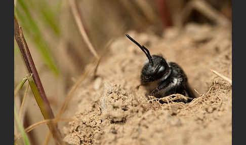 Blauschillernde Erdbiene (Andrena agilissima)