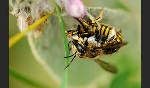 Große Wollbiene (Anthidium manicatum)