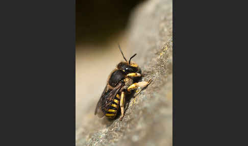 Große Wollbiene (Anthidium manicatum)