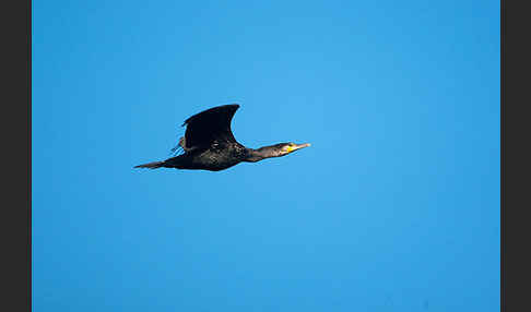 Kormoran (Phalacrocorax carbo)