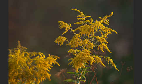 Kanadische Goldrute (Solidago canadensis)