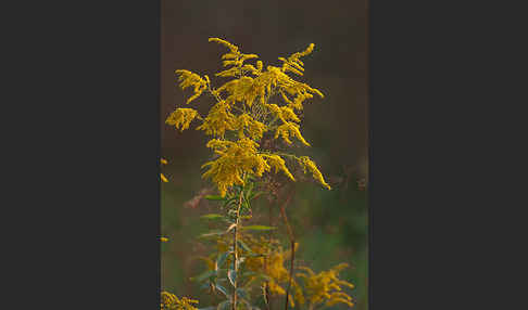 Kanadische Goldrute (Solidago canadensis)