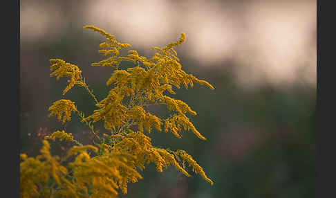 Kanadische Goldrute (Solidago canadensis)