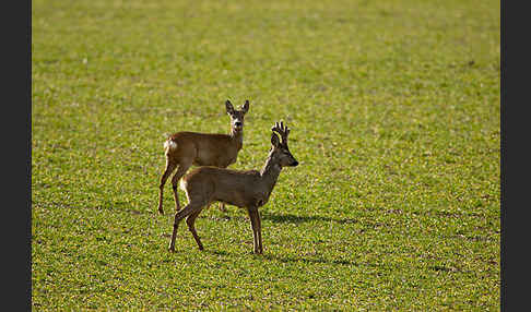 Rehwild (Capreolus capreolus)