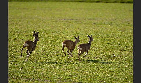 Rehwild (Capreolus capreolus)