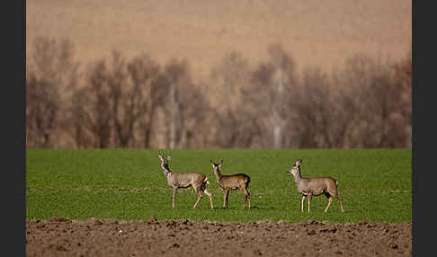 Rehwild (Capreolus capreolus)