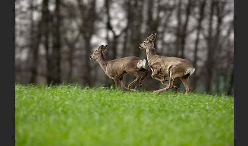 Rehwild (Capreolus capreolus)