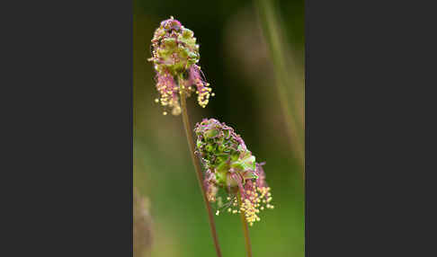 Kleiner Wiesenknopf (Sanguisorba minor)